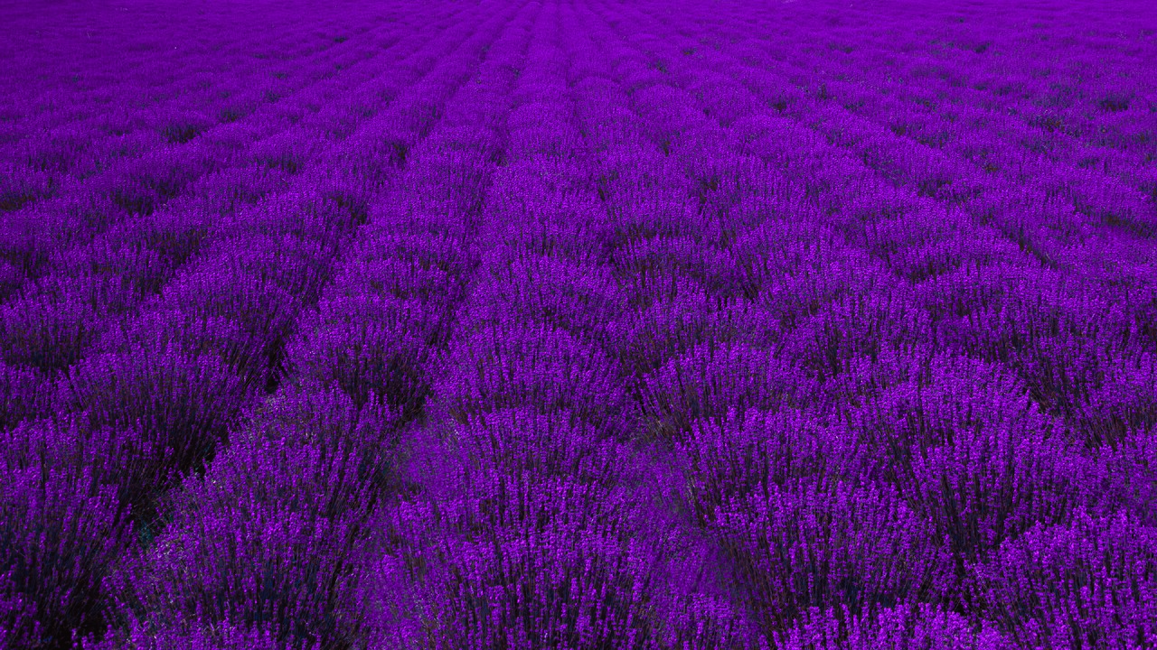 Campo de lavanda púrpura